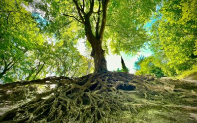 Exploring Ashdown Forest: A Hidden Gem