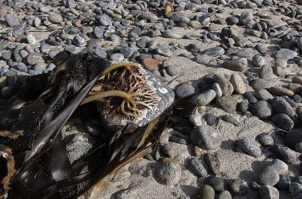 Kelp on a stone by Hugh Venables