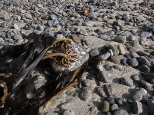 Kelp on a stone by Hugh Venables