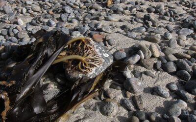 Citizen Science: Kelp Combing, Eggcase Hunting & Dolphin Spotting