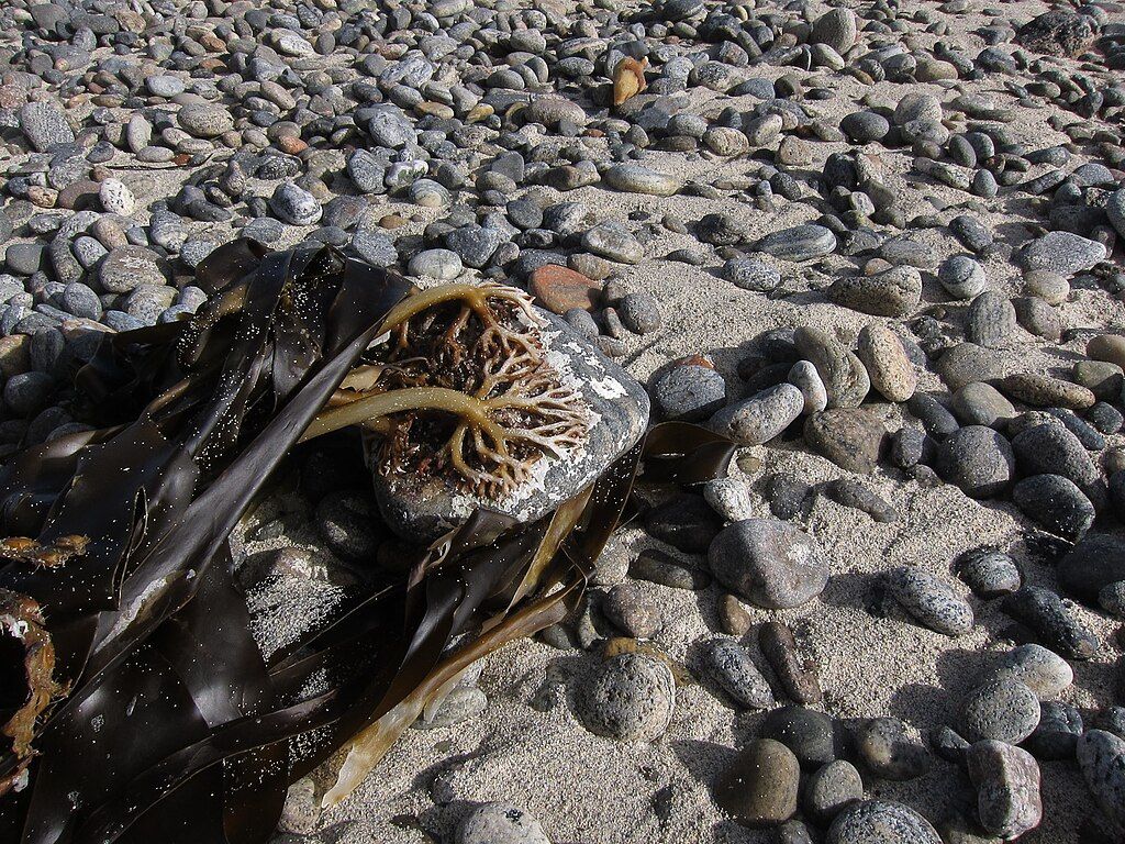 Kelp on a stone by Hugh Venables