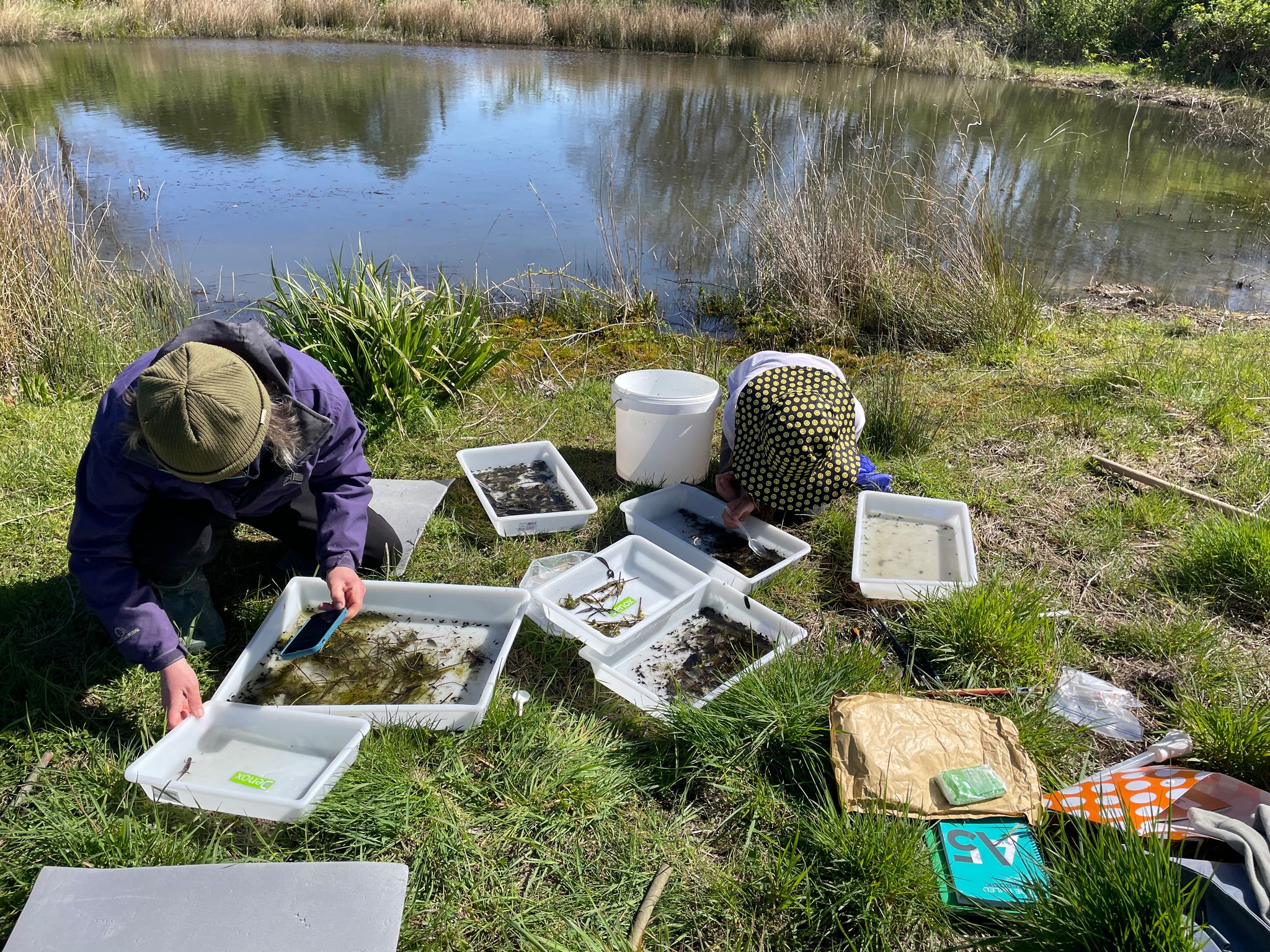 Pond survey - Kingston Nature Recovery Group