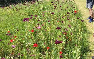 Working Together for Wildlife