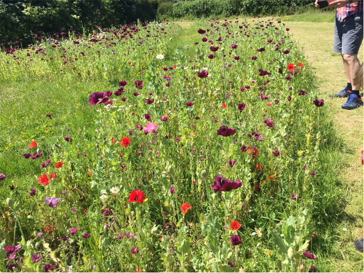 Wildflower meadow, Kingston Nature Recovery Group