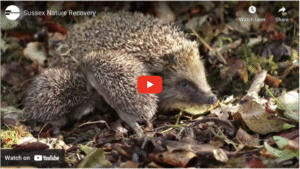 LNRS Hedgehog