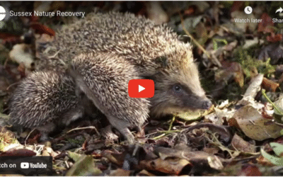 Get Involved in Your Local Nature Recovery Strategy!