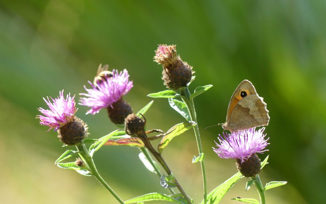 Gardens & Greenspaces – Taking action for nature this summer