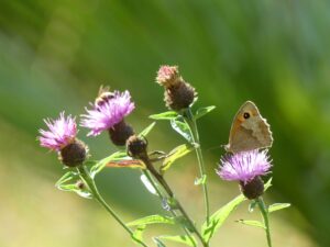 Meadow Brown, Amy Hurn Meadow Brown, Amy Hurn
