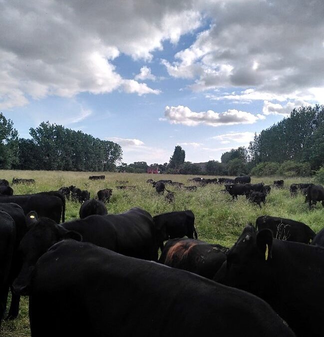 Mob Grazing cattle