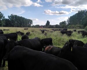 Mob Grazing cattle