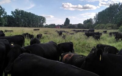 Mob Grazing Kit Loan Scheme