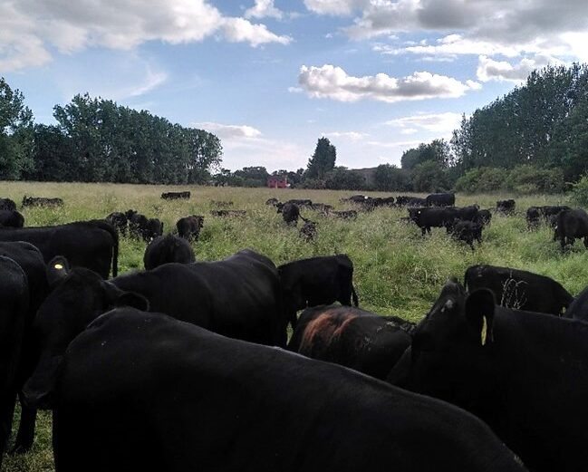 Mob Grazing cattle