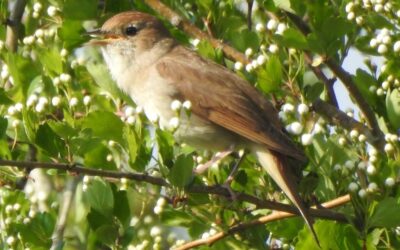 Scrubland Superheroes: Can You Help Create Habitat For Nightingales?
