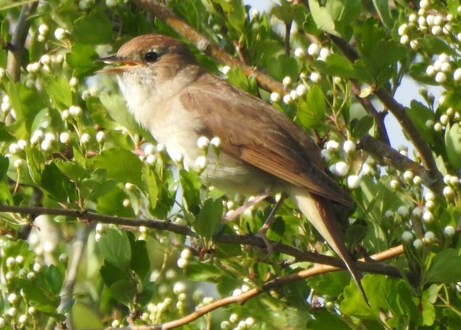 Nightingale- Dean Samsudin