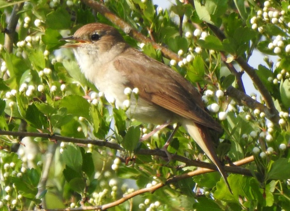 Nightingale- Dean Samsudin