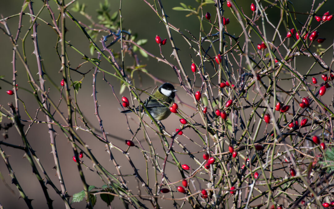 Great Tit, Knepp Estate