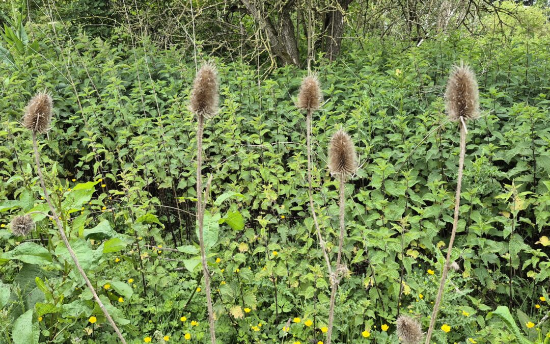 Seedheads-Teasel by Amy Hurn