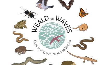 Communications Volunteers Needed