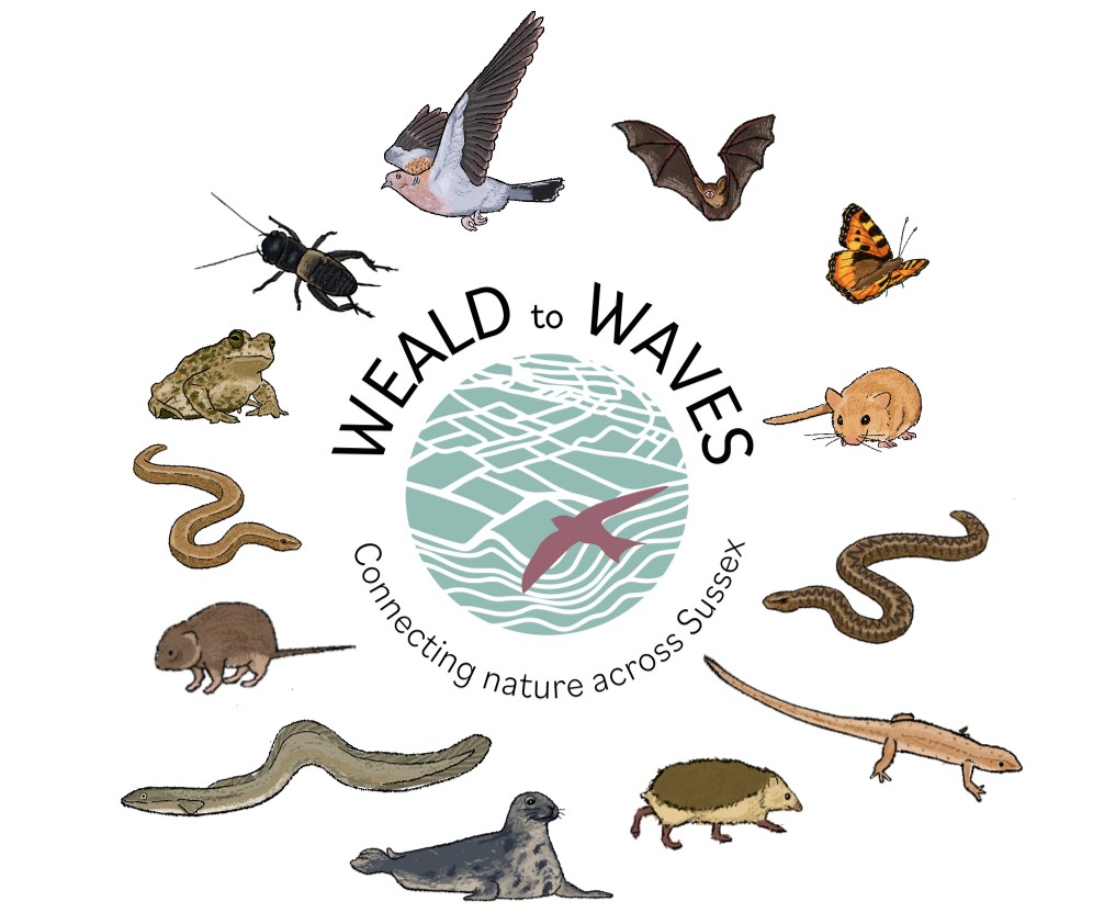 Weald to Waves Species Logo