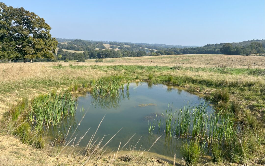 A Win for Newts, Nature, and Landowners