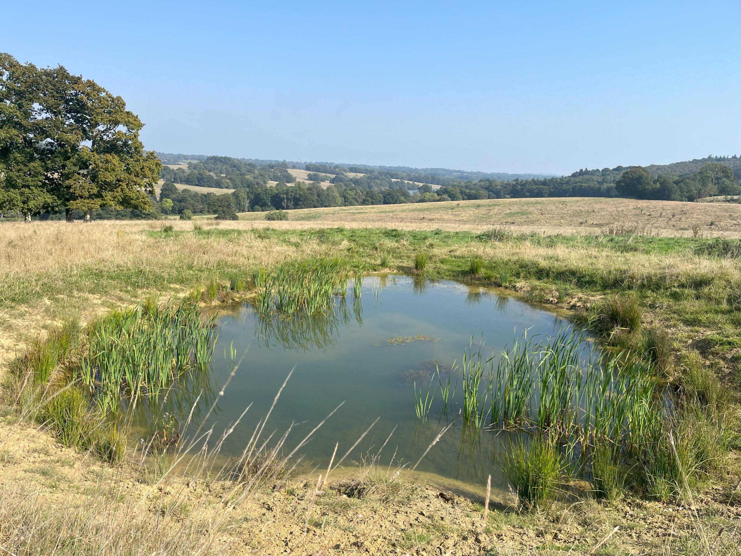 Pond, Sussex Newt Conservation Partnership