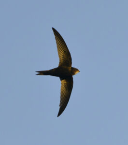 Swift in flight early morning sun by Paul Stevens