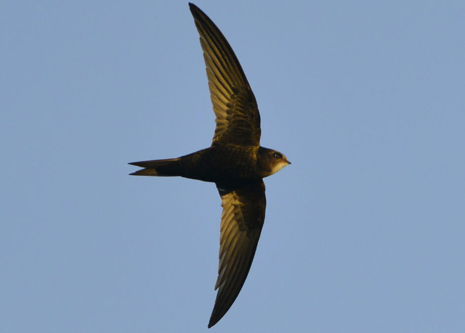 Swift in flight early morning sun by Paul Stevens