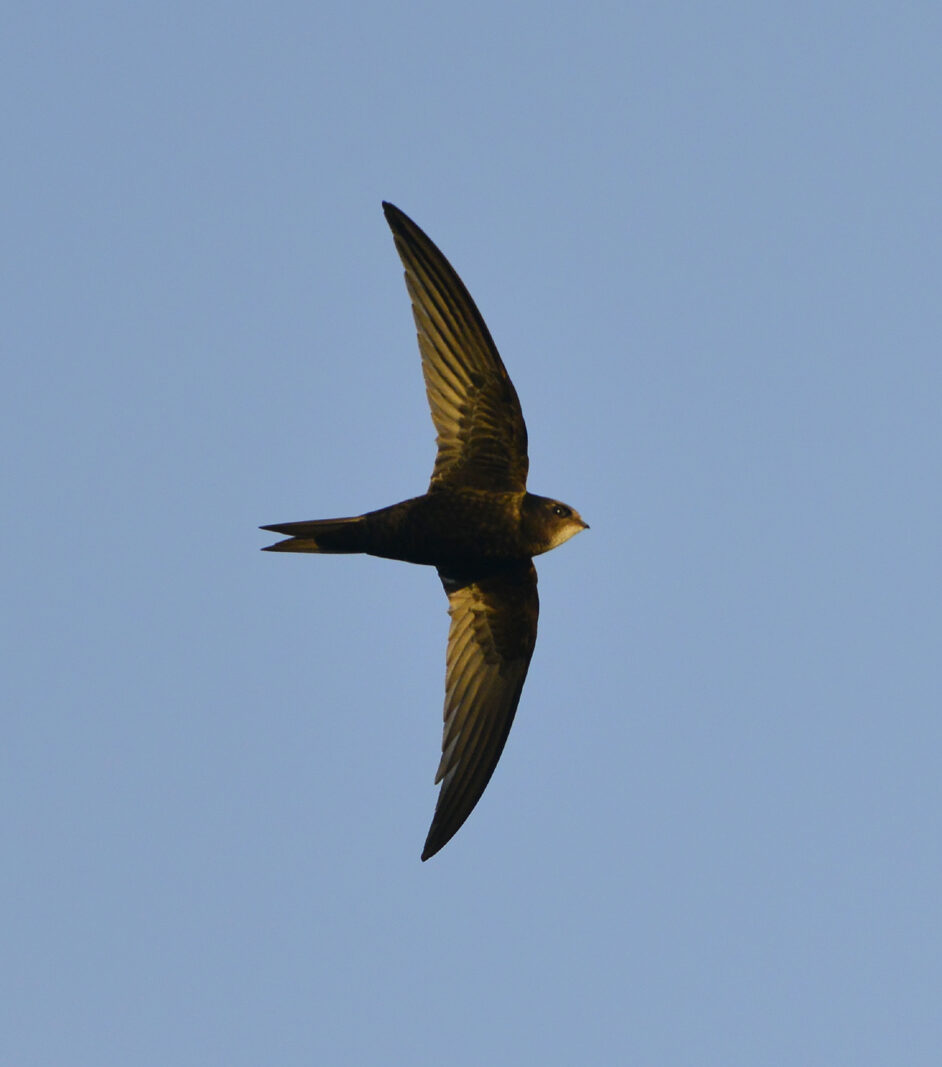 Swift in flight early morning sun by Paul Stevens