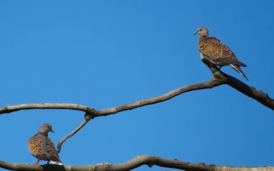 Meet Our Target Species