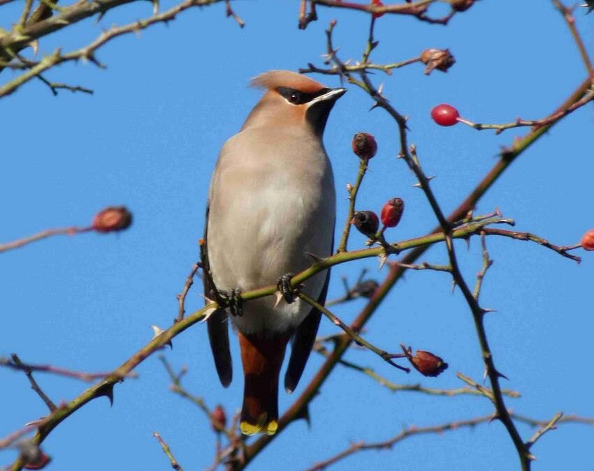 Winter Birdwatching