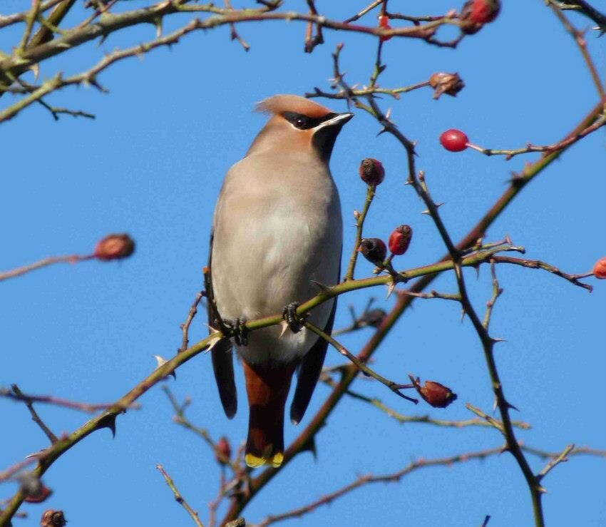 Waxwing, by Rachel Bicker
