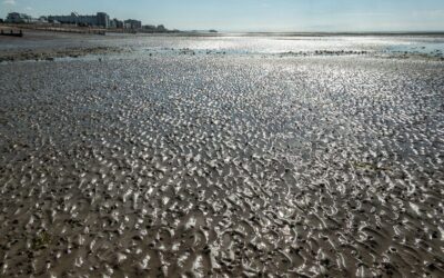 Beside the Seaside But Never Been?