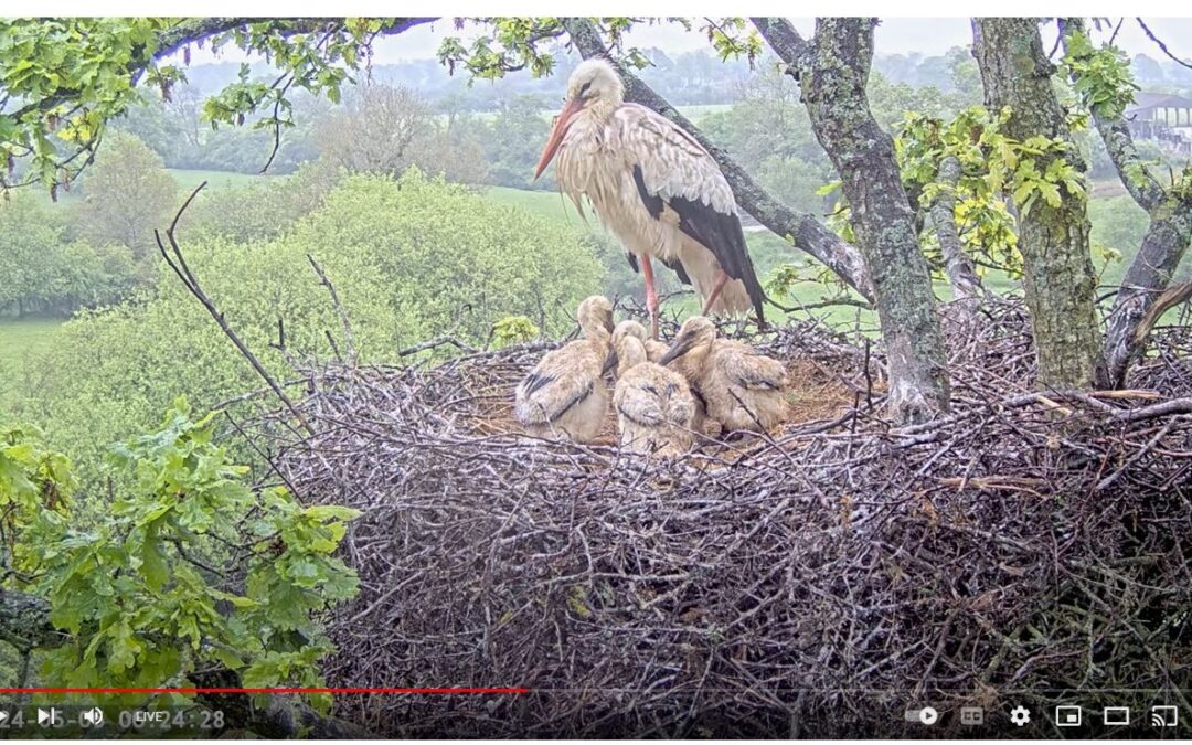 Knepp Stork Nest Webcam