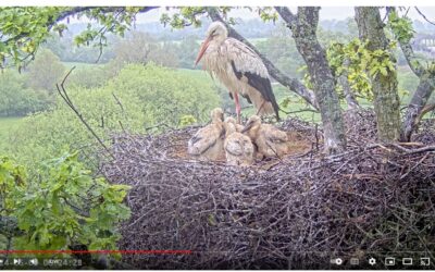 Peeking Into Stork Nests