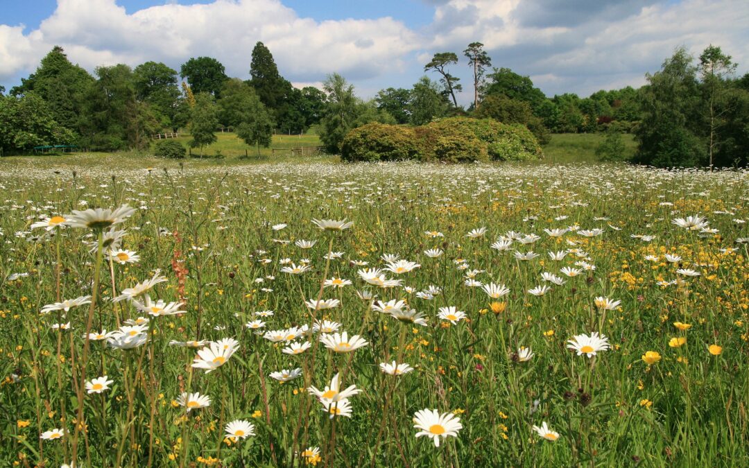 High Beeches wildflowers