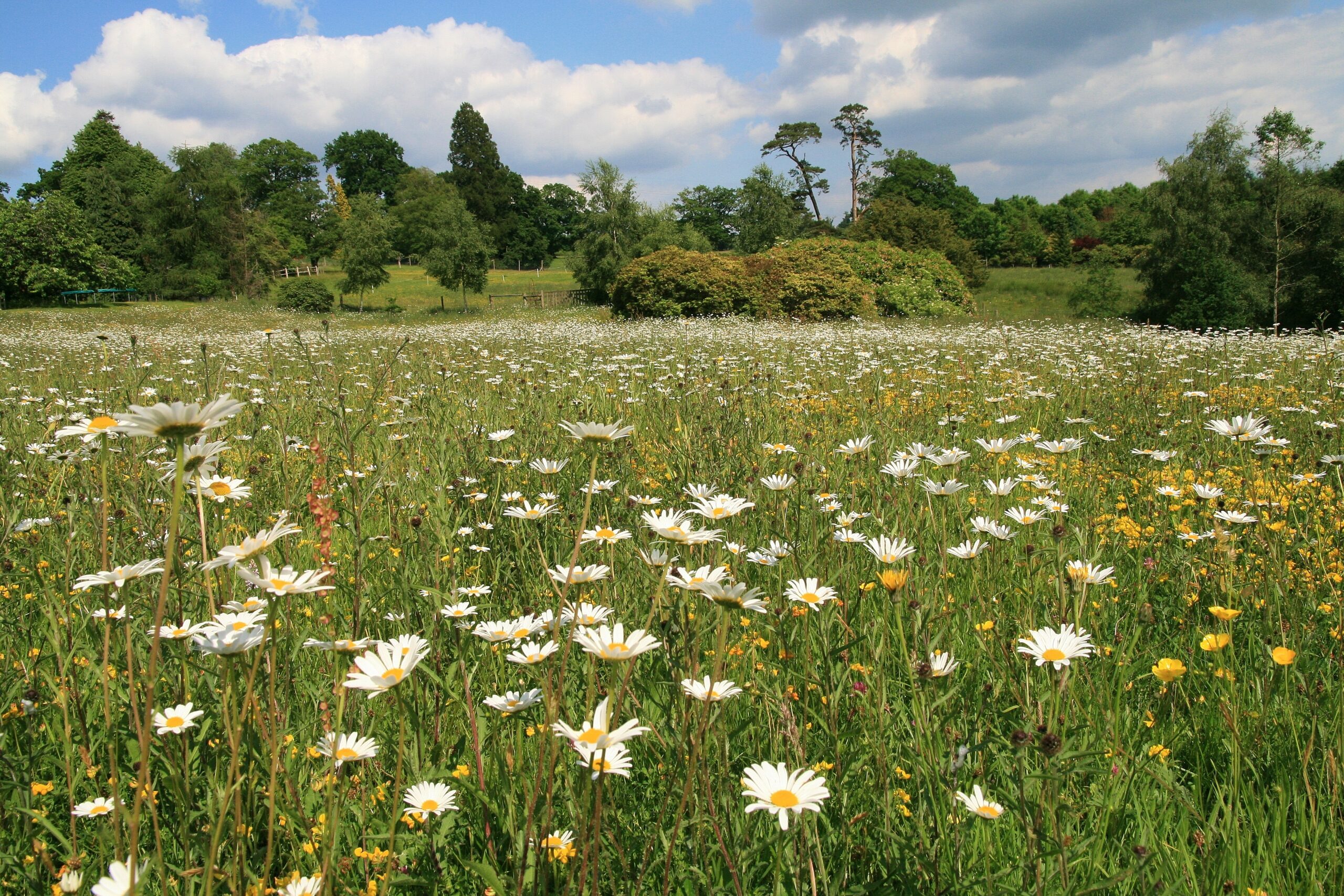 High Beeches wildflowers