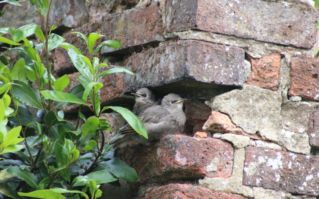 Starlings @PaulSharville