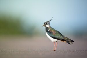 Northern lapwing by Daniil Komov