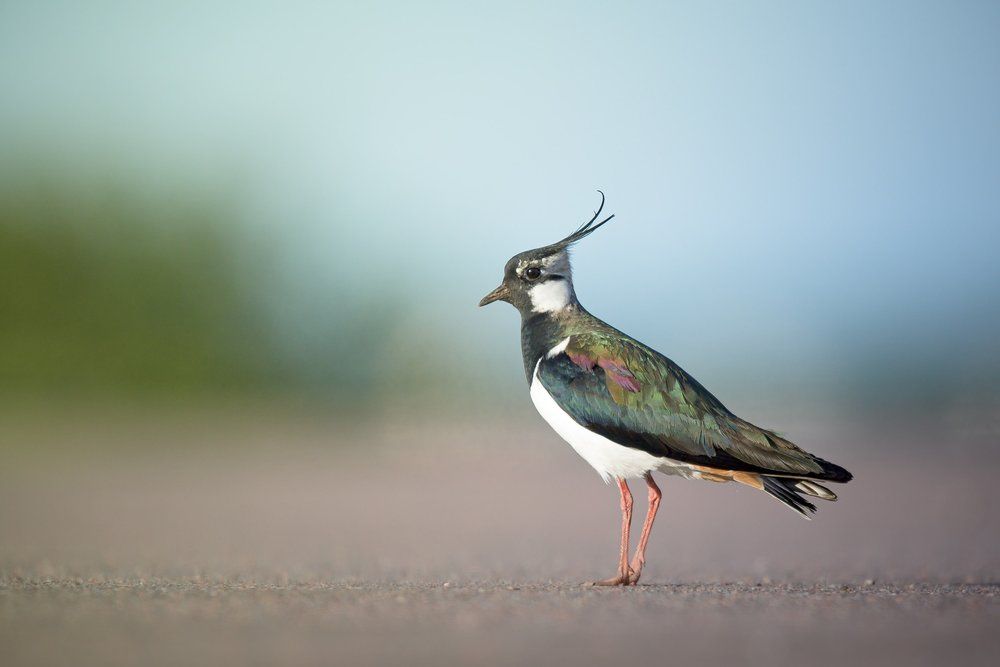 Northern lapwing by Daniil Komov