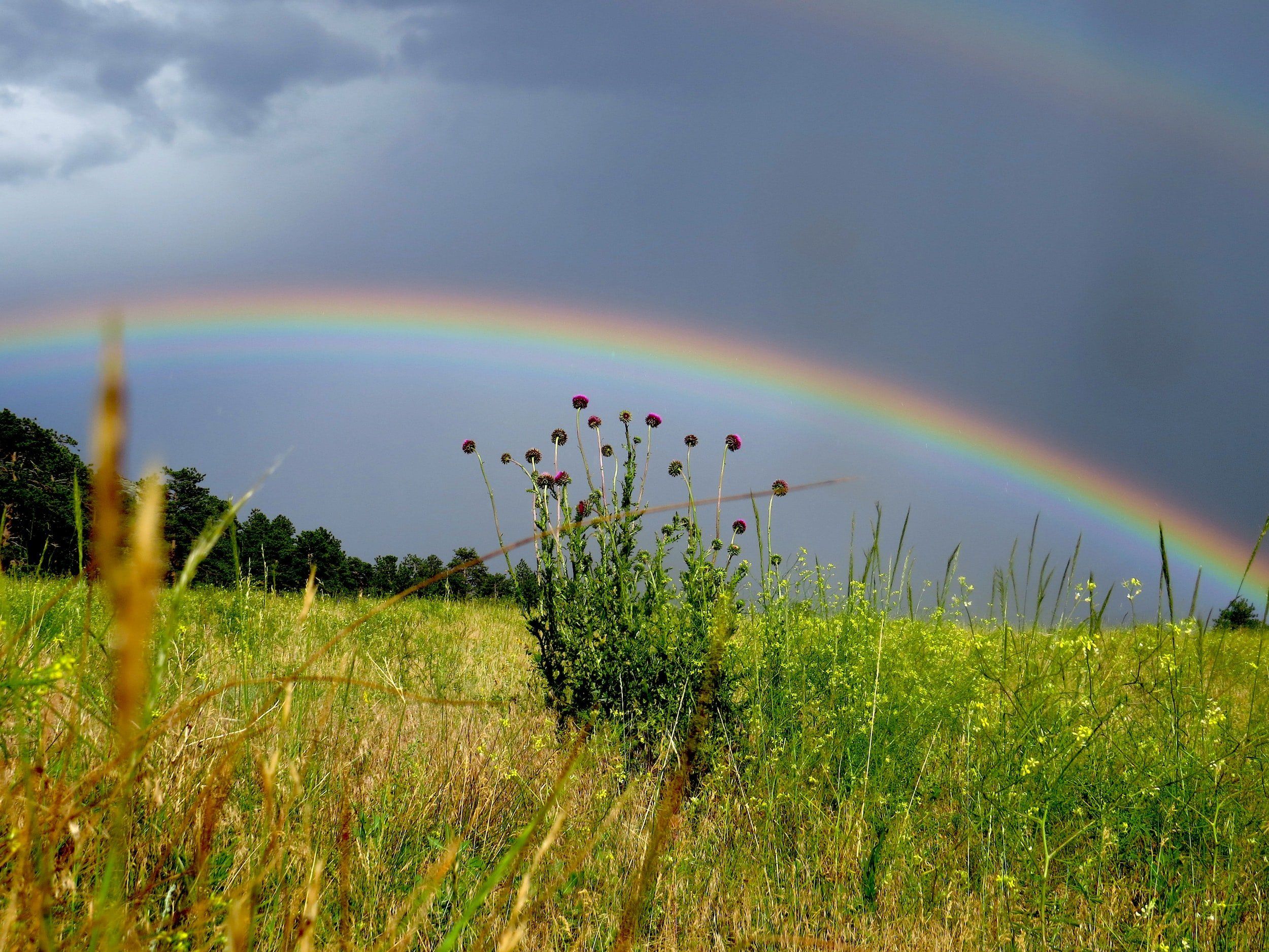 Green grass field under rainbow by Lauren Lopes