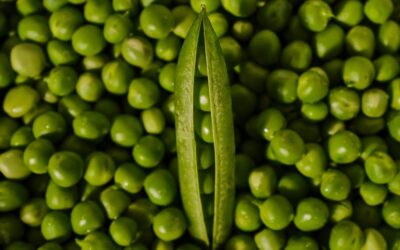 Do Nature Corridors Reduce Food Production?