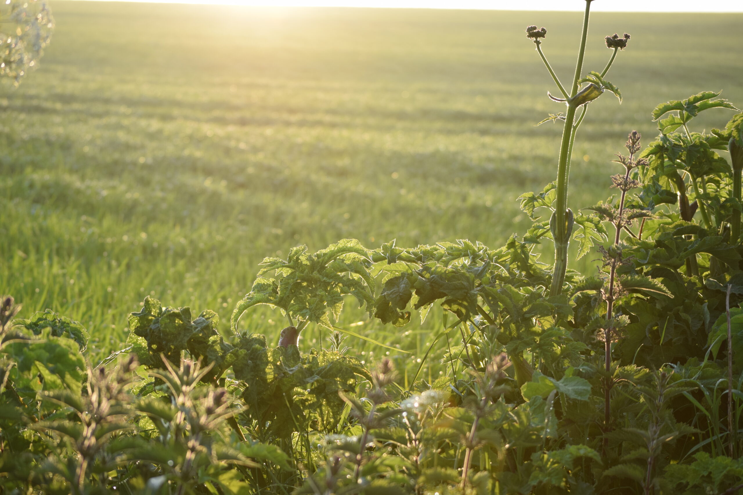 Hedgerow sunset, by Alex Briggs