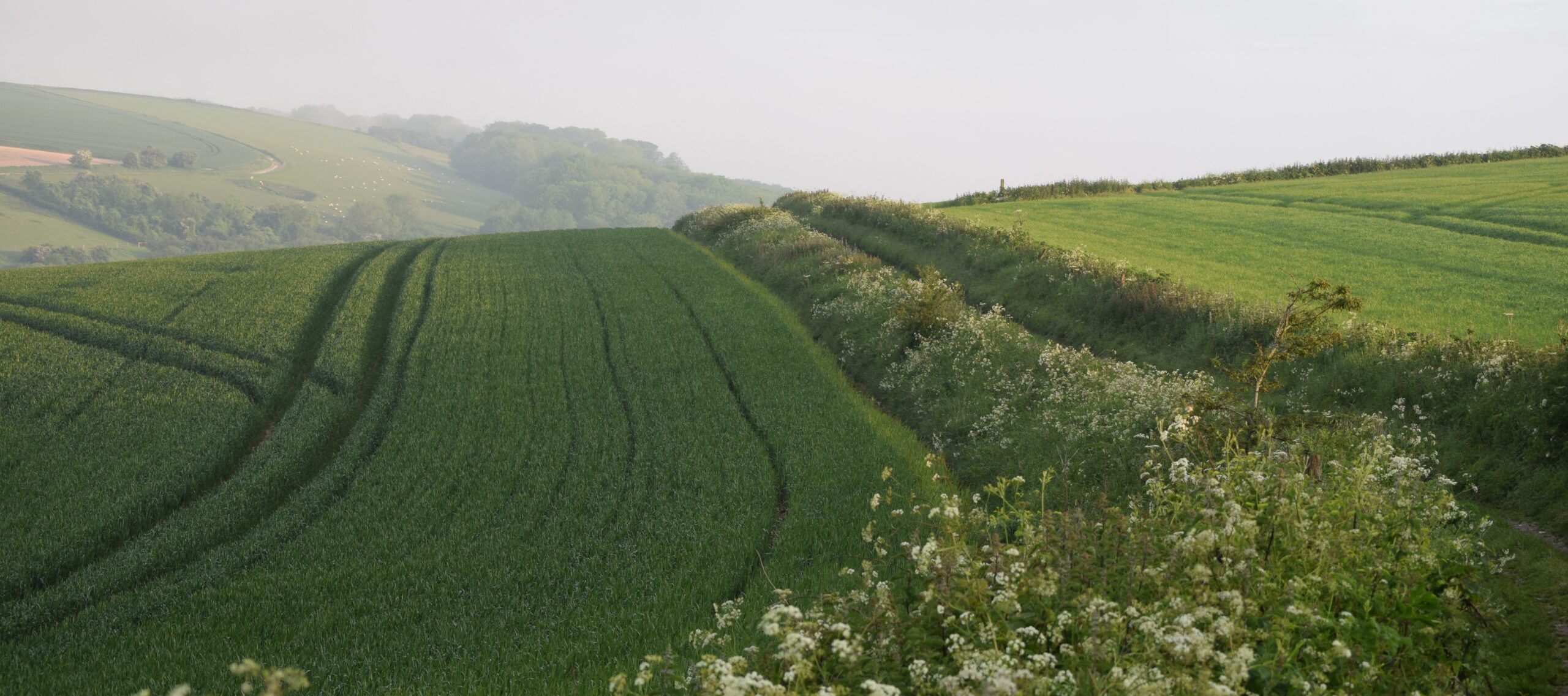 Farmland edge, by Alex Briggs