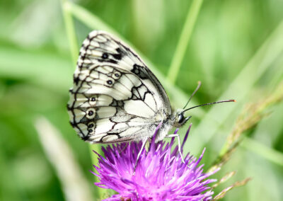 Marbled white butterfly at Heene cemetery by Rob Tomlinson