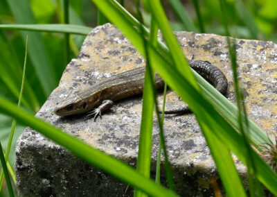 Common Lizard at Heene Cemetery by Rob Tomlinson