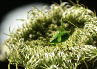Speckled bush cricket at Heene cemetery by Rob Tomlinson
