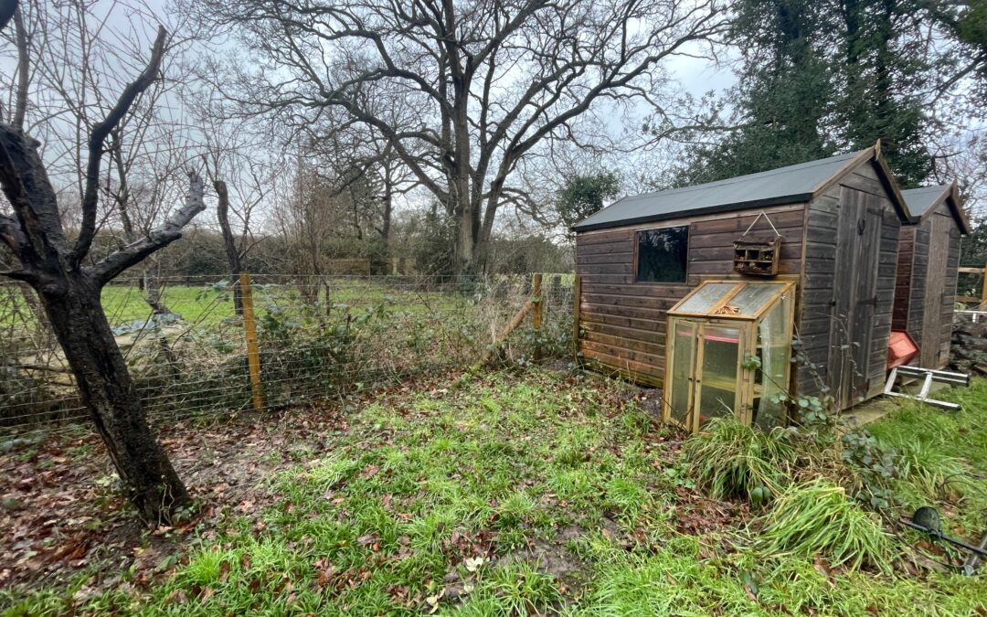 Making space for nature in my garden