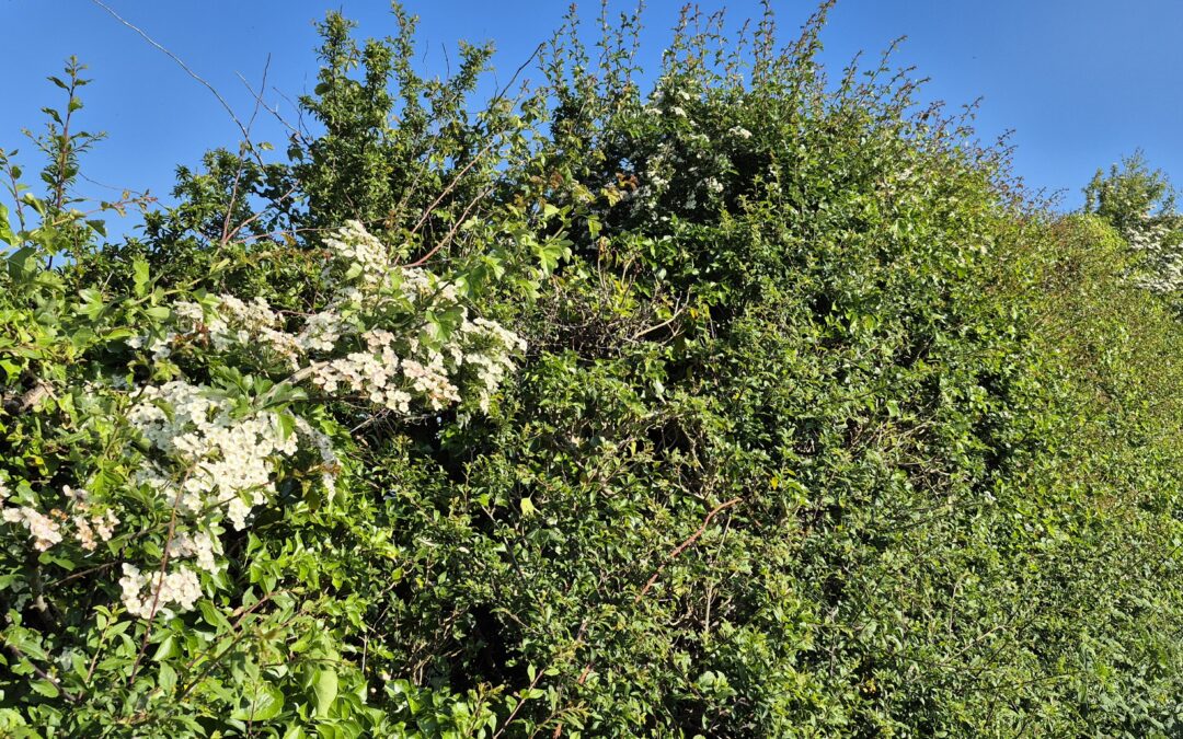 Hedgerow, by Amy Hurn