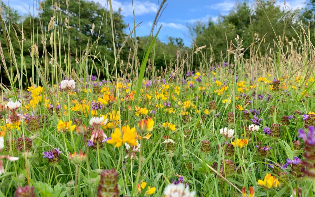 Wildflowers, by Libby Drew