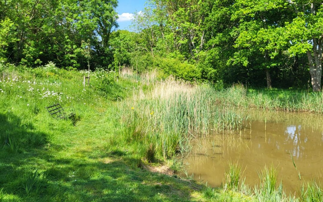 GREENstead Planting Project